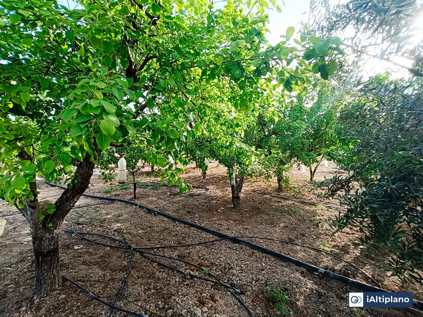 Casa o xalet en venda en Baza amb Jardí privat, Piscina i Moblat