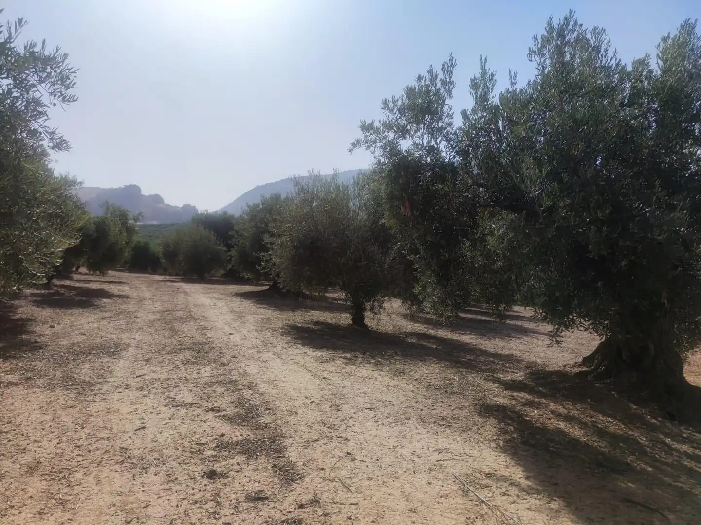 Terreni e lotti in vendita a Cogollos de la Vega, imagen 2