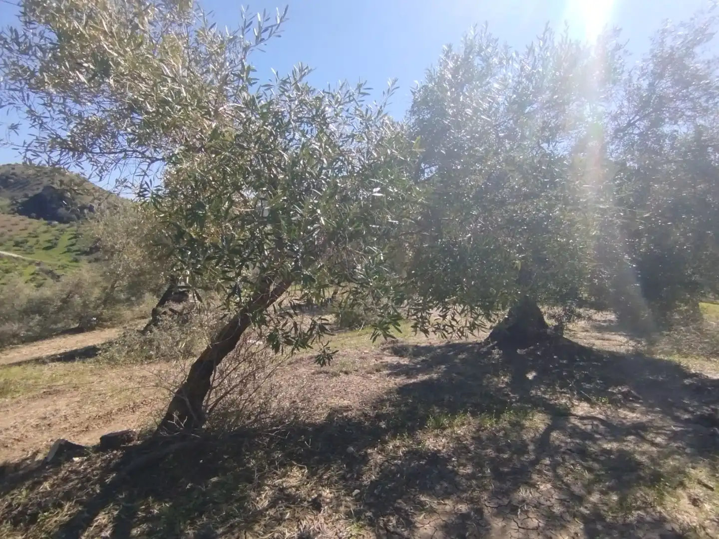 Terreno en venta en Olvera