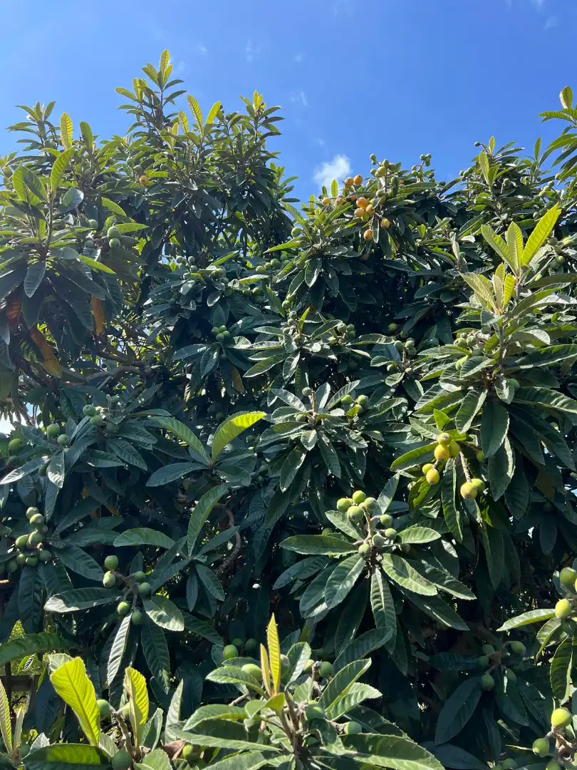Finca rústica en venta en Urbanizaciones