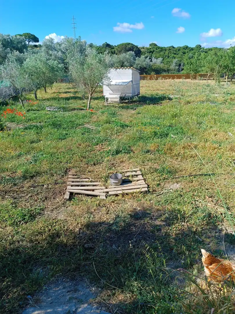 Jardín de Casa o chalet en venta en Puerto Real
