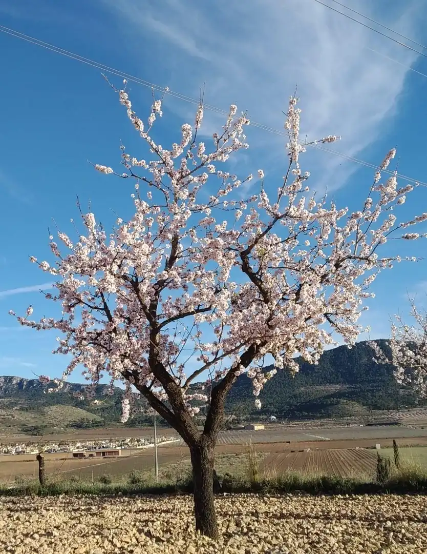Terreny residencial en venda a Hondón de las Nieves / El Fondó de les Neus, imagen 3