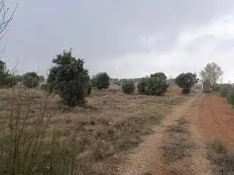 Terrenys i solars en venda a Pt Paraje Cotos, imagen 7