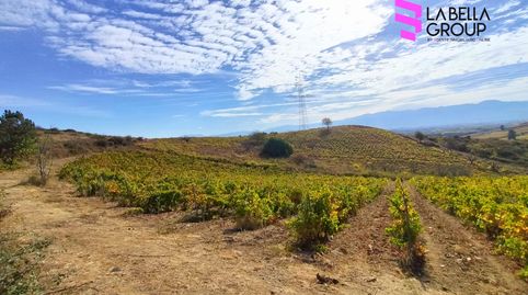 Viñedo en producción en Castillón (Cacabelos, León) – Terreno rústico agrario, immagine 2
