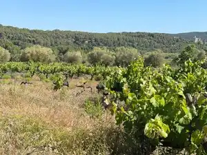 Rustikales Grundstück zum Verkauf in Carrer del Camp 9, imagen 3