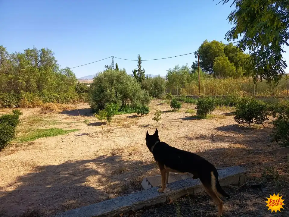 Jardí de Finca rústica en venda en Lorca amb Piscina i Balcó