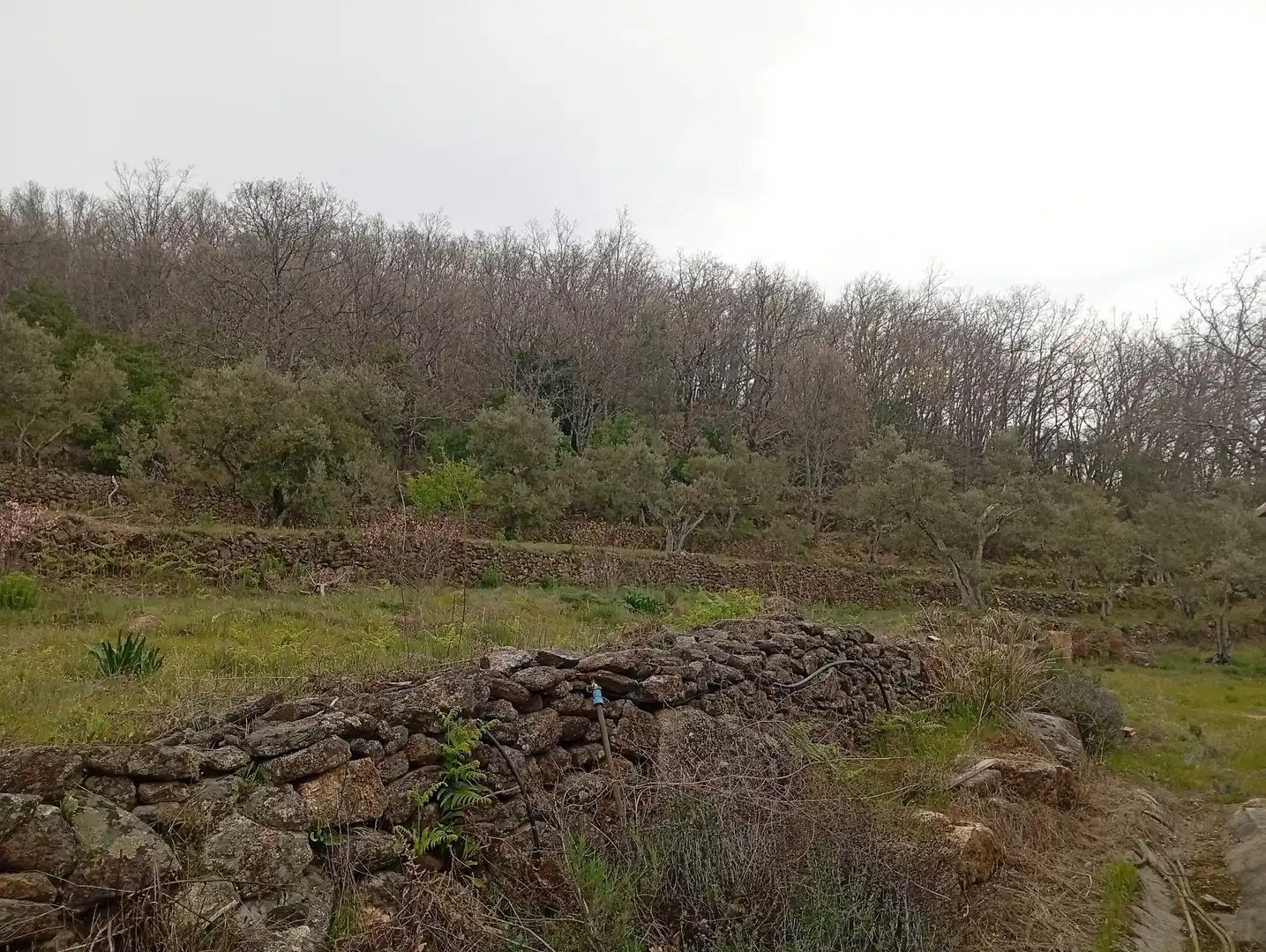Terreni e lotti in vendita a Valverde de la Vera, imagen 3