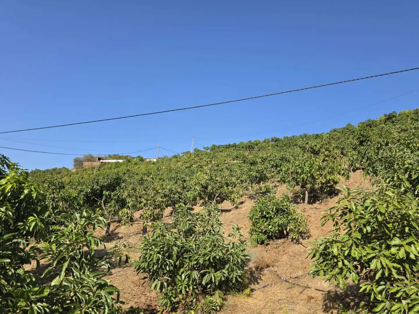 Finca rústica en venta en Benamocarra con Terraza y Piscina