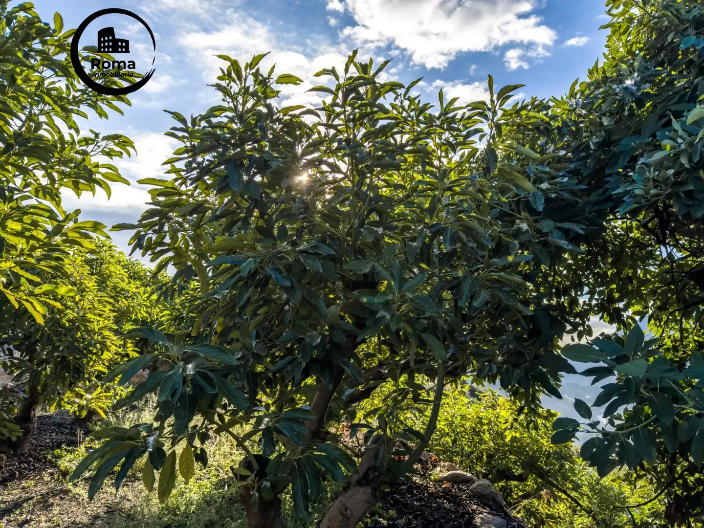 Jardí de Finca rústica en venda en Los Guájares amb Terrassa i Traster