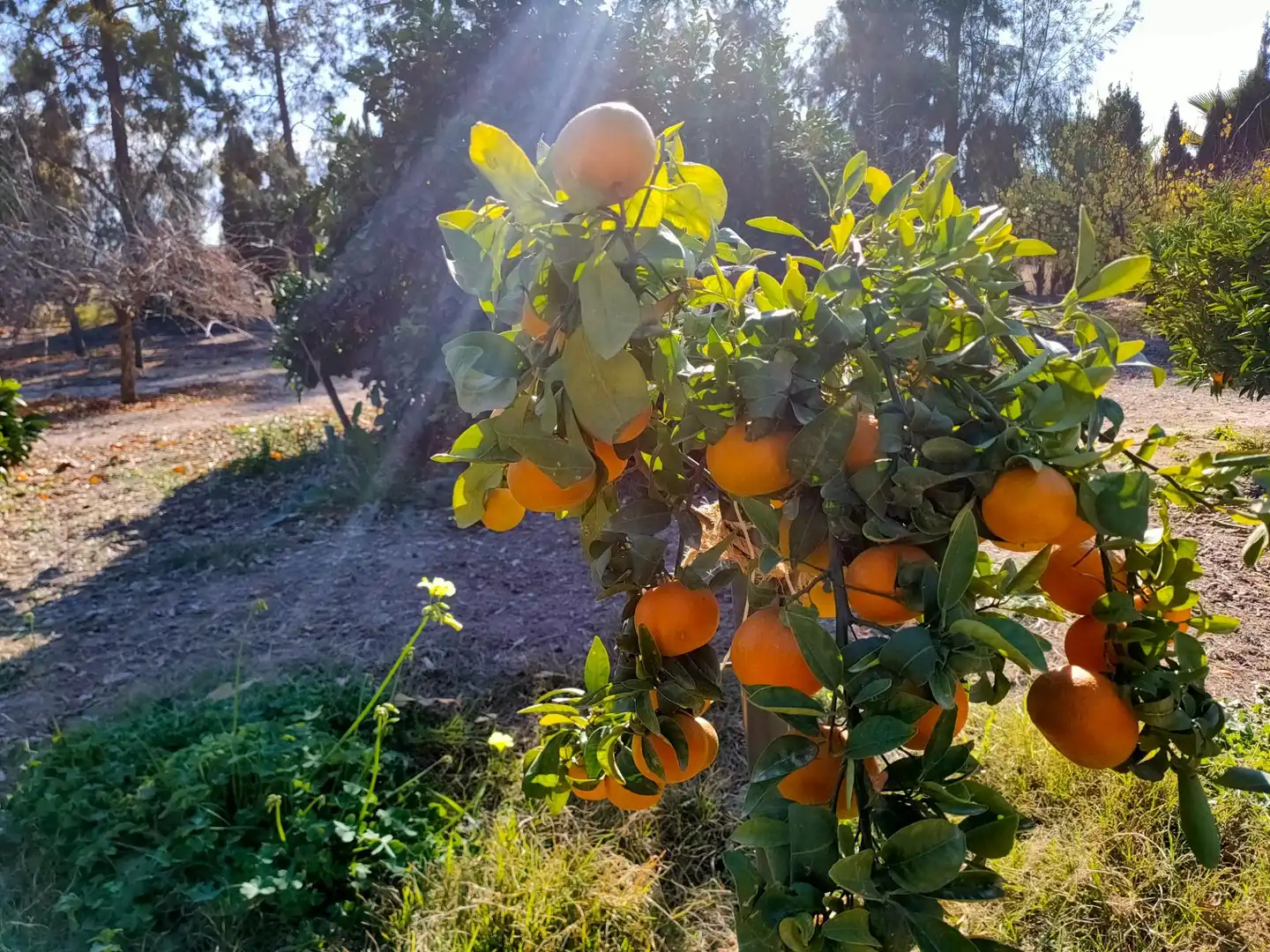 Jardín de Casa o chalet en venta en Lorca con Jardín privado, Terraza y Trastero