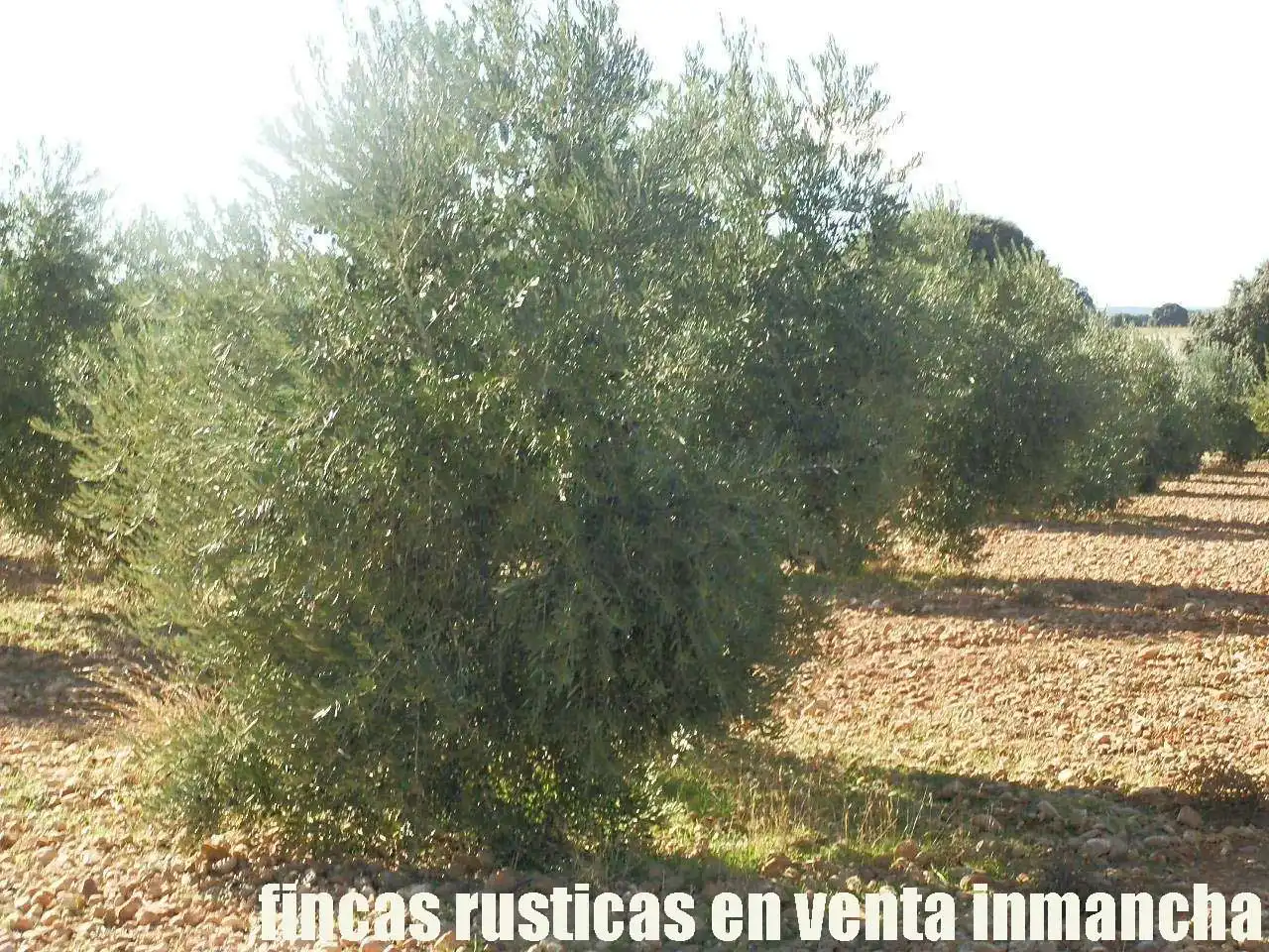 Terreno rústico en venta en Tomelloso, imagen 24