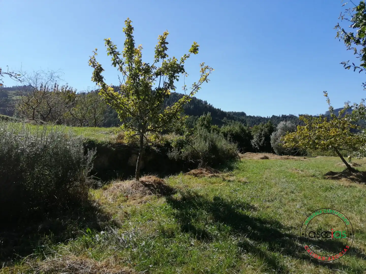 Terreno rustico in vendita a Lugar el Fonduxu, imagen 7