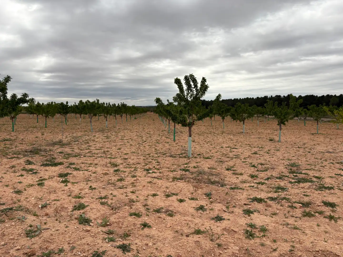 Rural land for sale in El Bonillo, imagen 8