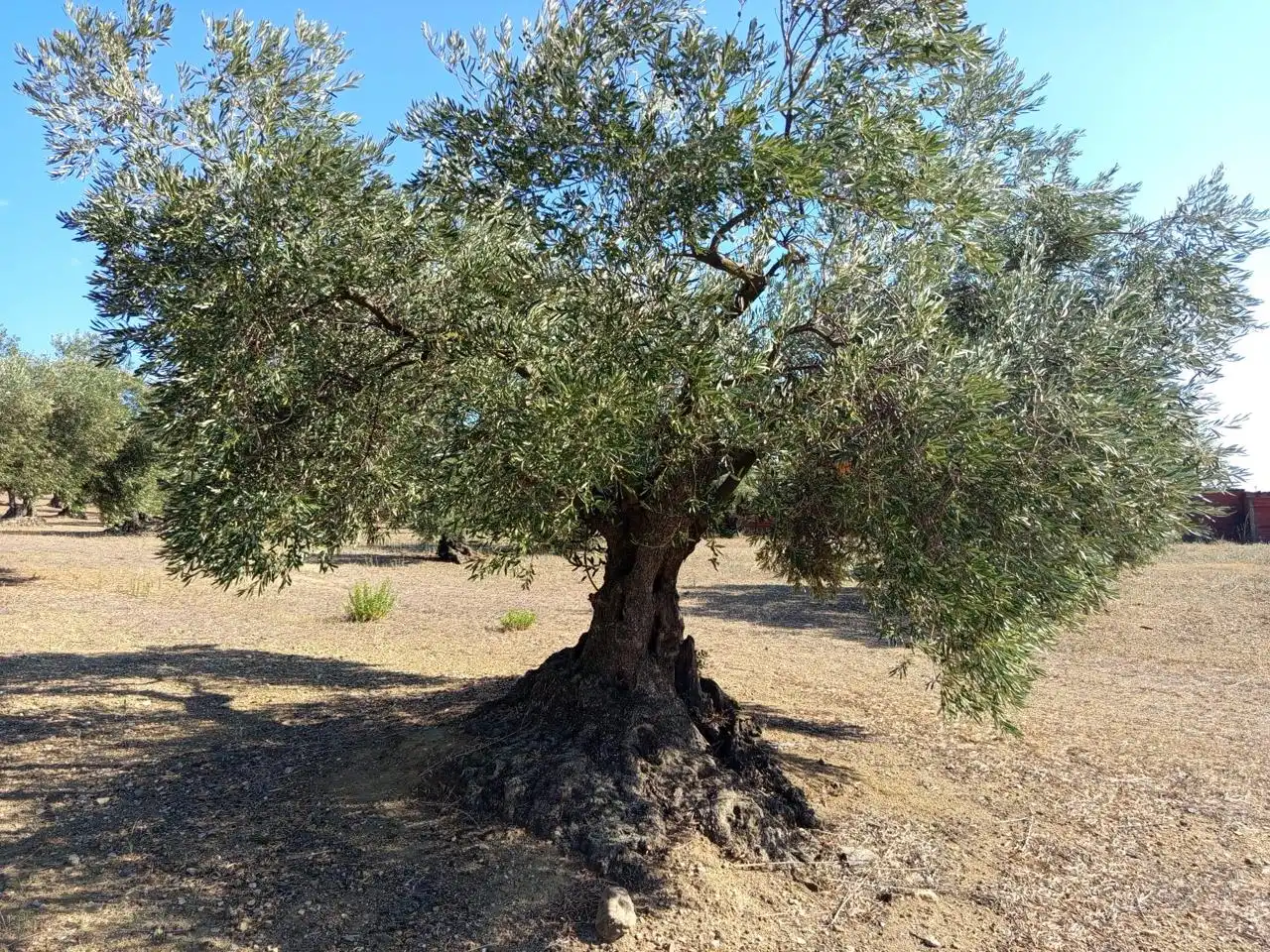 Residential for sale in mas oliva, Els Grecs - Mas Oliva