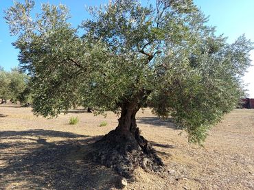 Grundstücke und Bauplätze zum Verkauf in mas oliva