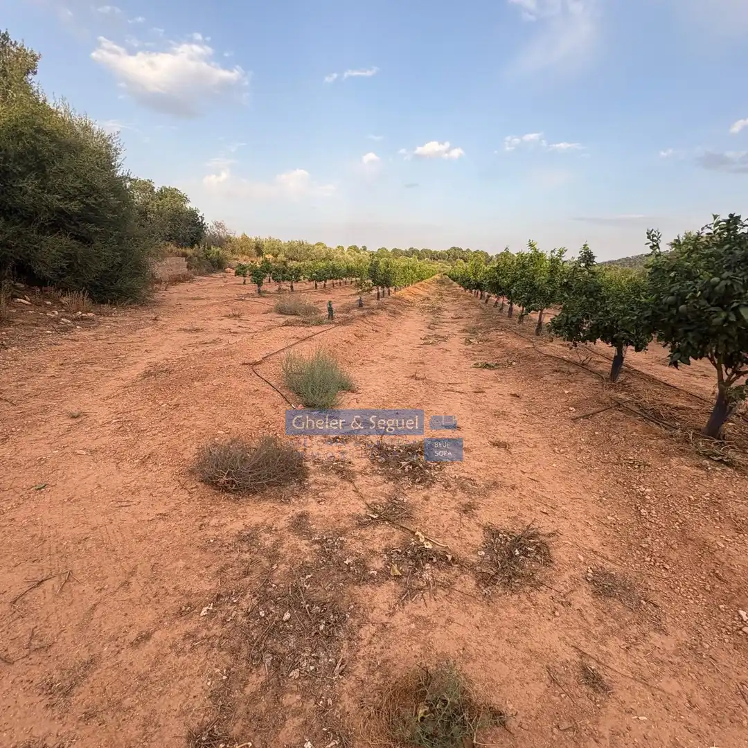 Terrenos y solares en venta en Algímia de Alfara, imagen 18