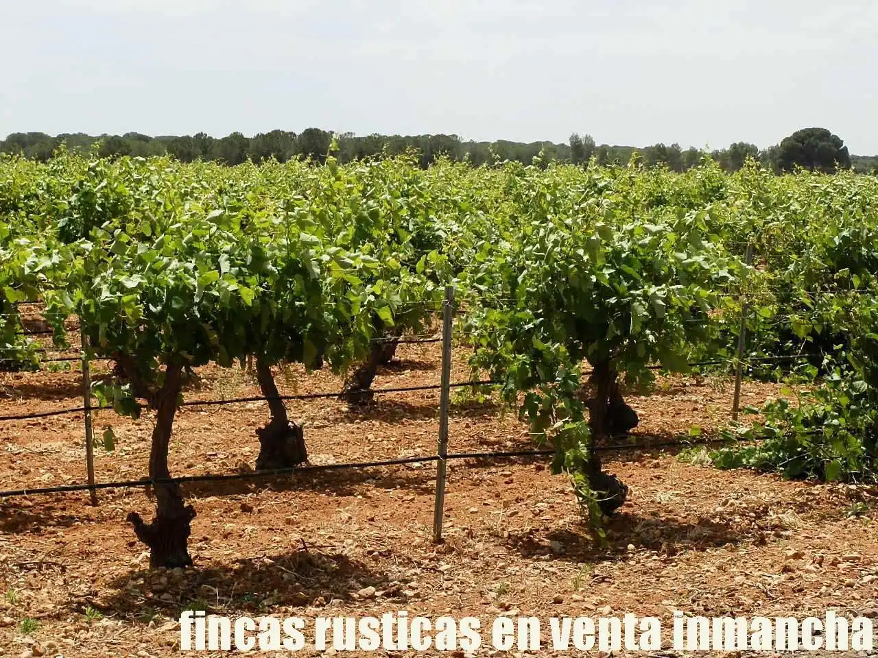 Terreni e lotti in vendita a Villarrobledo, imagen 13
