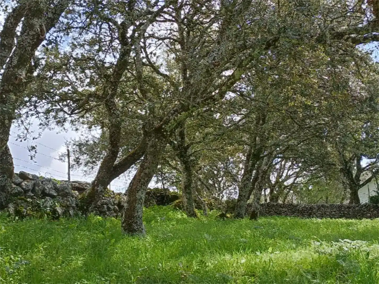 Vista exterior de Planta baja en venta en Membribe de la Sierra con Amueblado