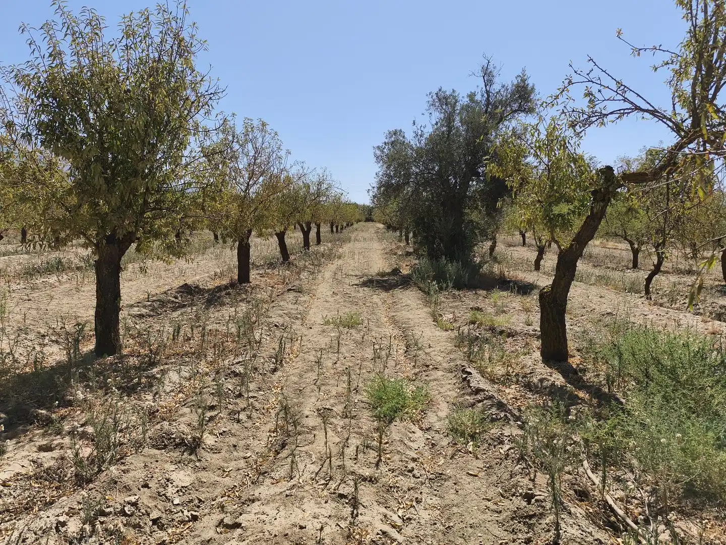 Rural land for sale in 2C55+9GC Cozvijar 0, imagen 15