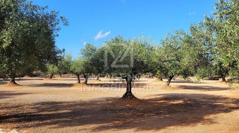 FINCA RUSTICA EN VENTA EN TERMINO MUNICIPAL DE ROSSELL