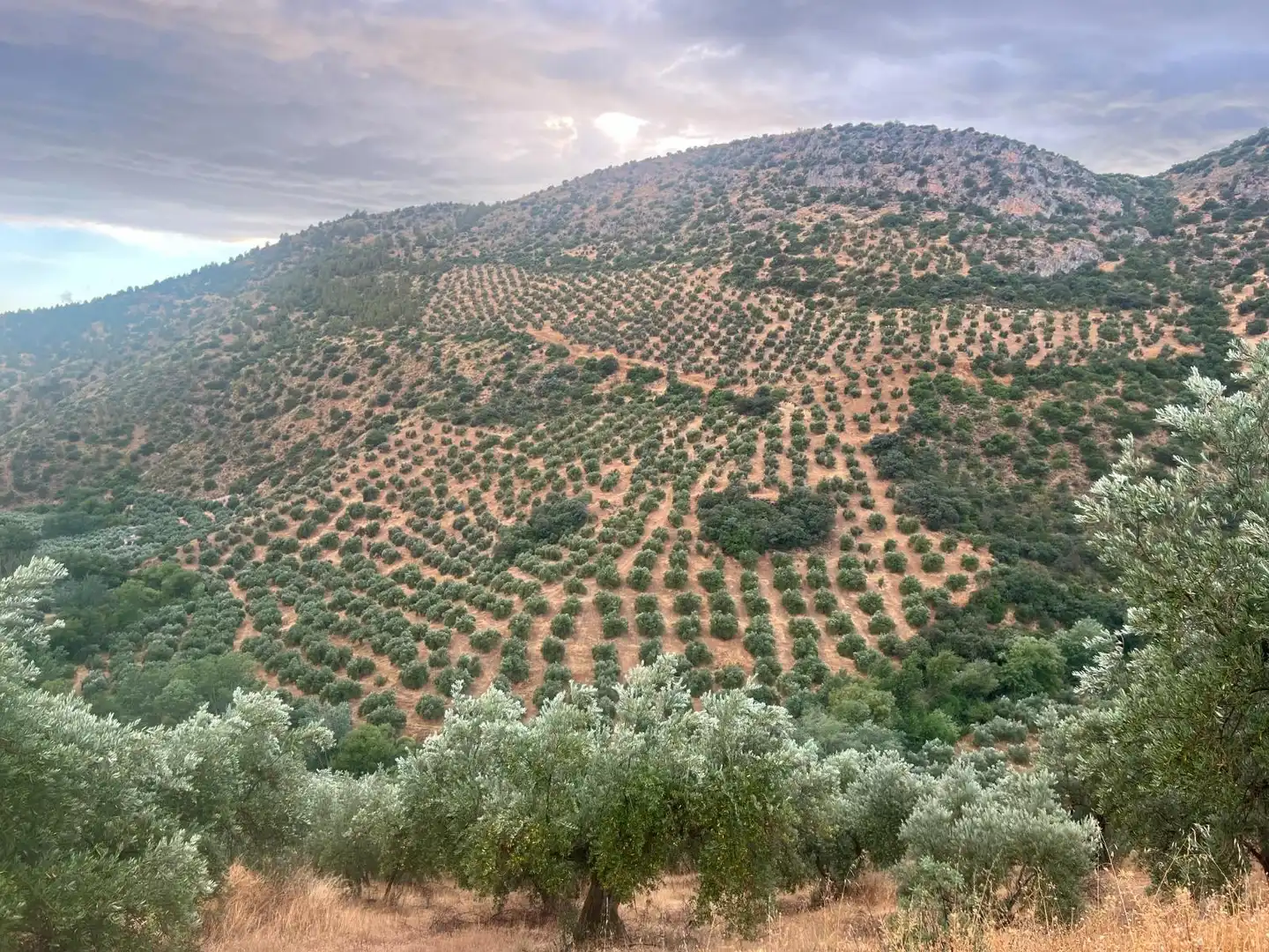 Terreno rústico en venta en Calle quinta pesquera, imagen 2
