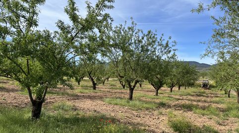 Finca en Padul - carretera de la cabra km 8, immagine 4