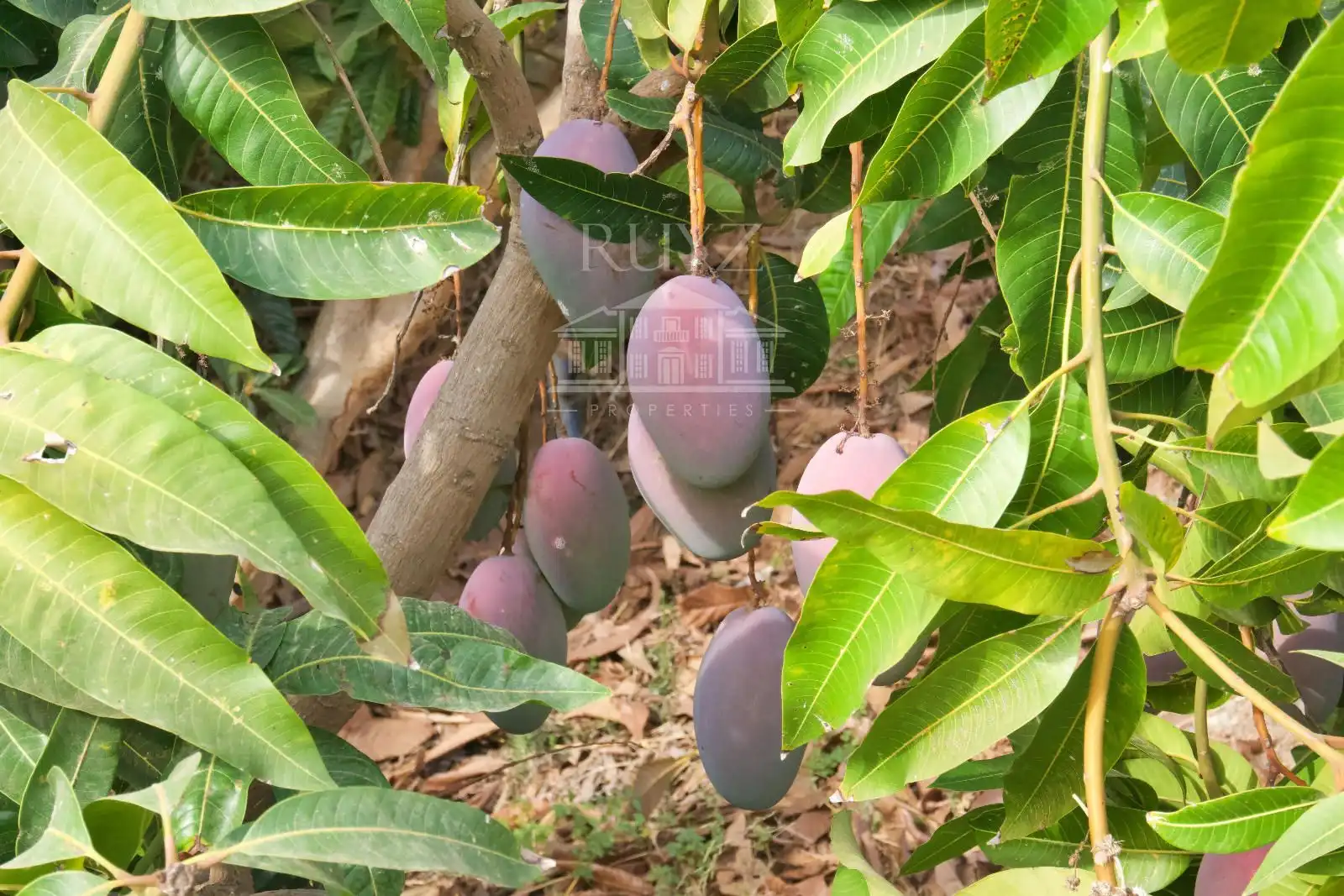Terreny rústic en venda a Pago Matagallares Pol. 16 Parcela 133, imagen 4