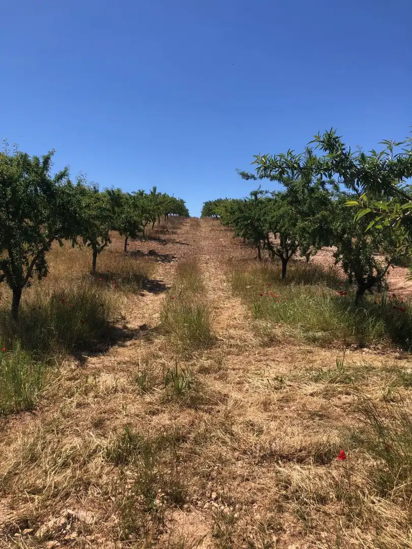 Terrenos y solares en venta en Hellín, imagen 3