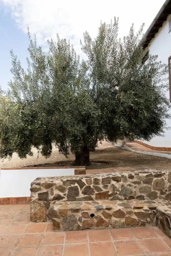 Jardí de Finca rústica en venda en Málaga amb Terrassa