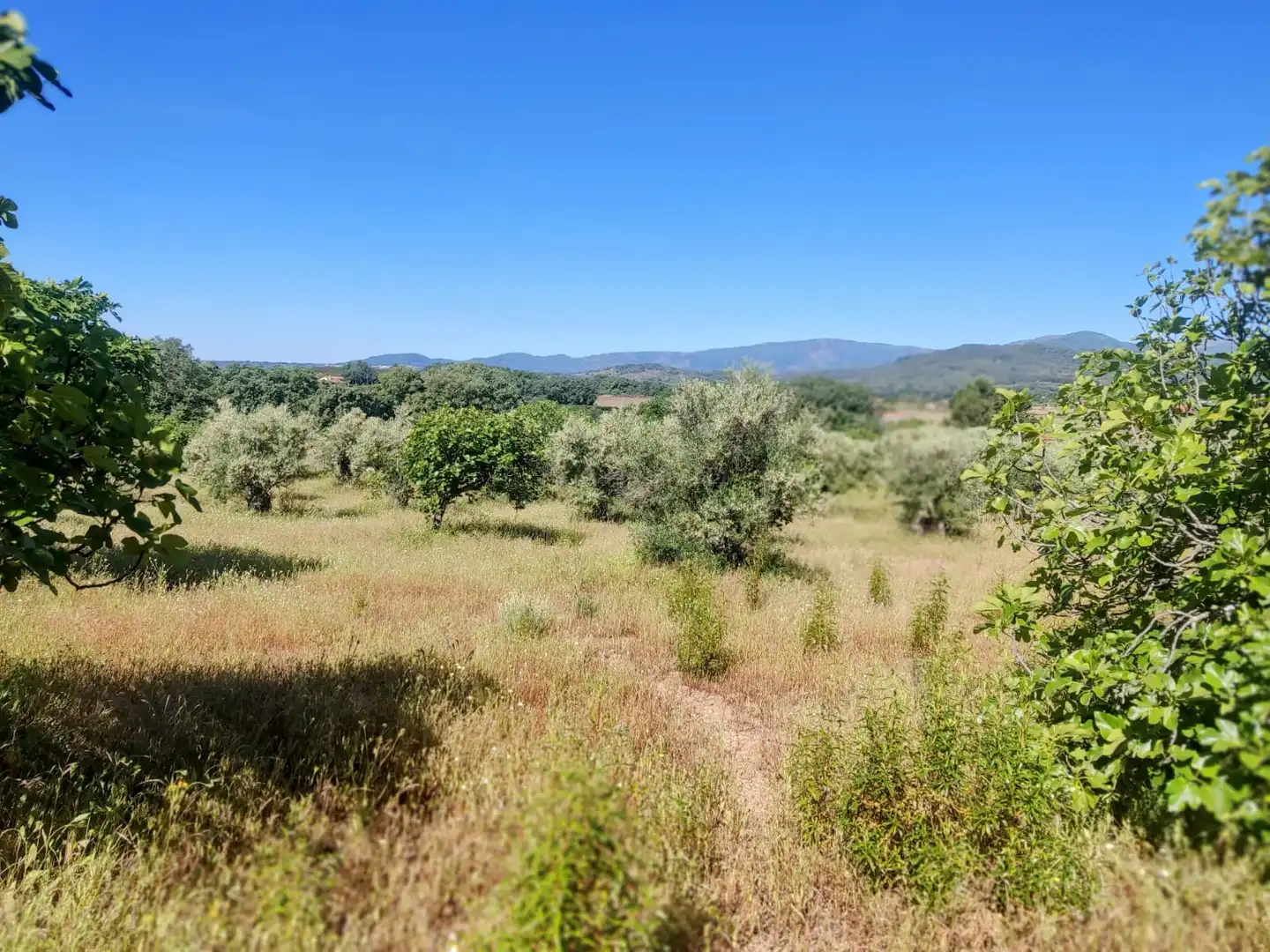 Land for sale in Jarandilla de la Vera