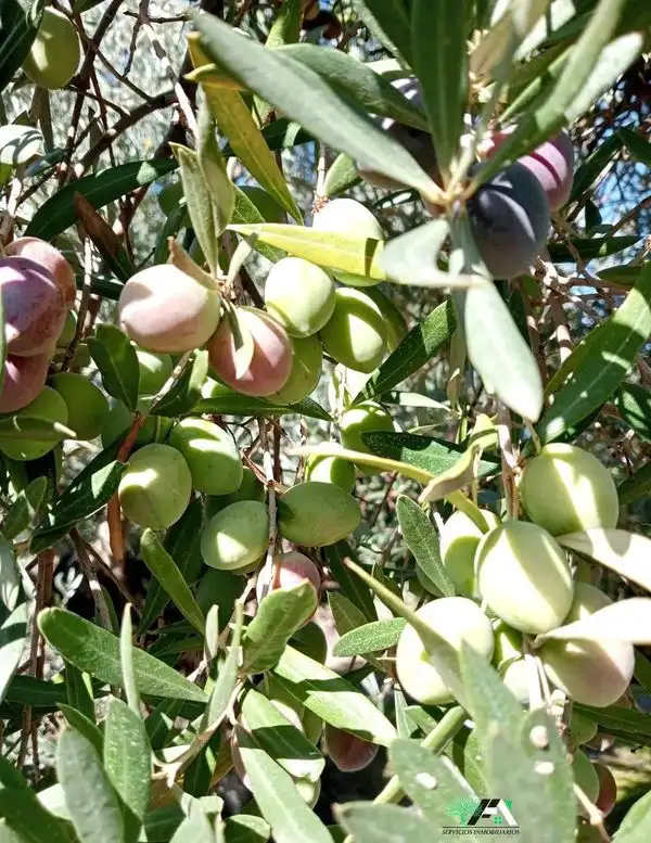 Jardín de Terreno en venta en Torrubia