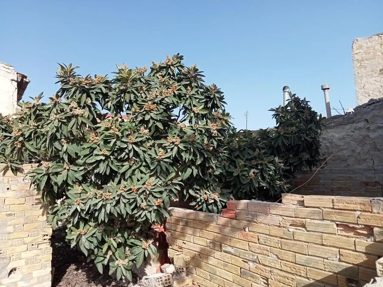 Casa rustica con giardino in vendita a Barrio las Barracas, imagen 3