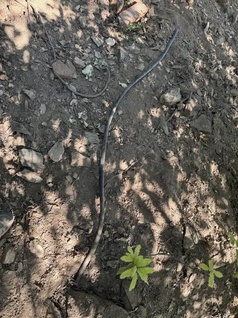 Finca rústica en venda en Benalauría amb Piscina i Balcó