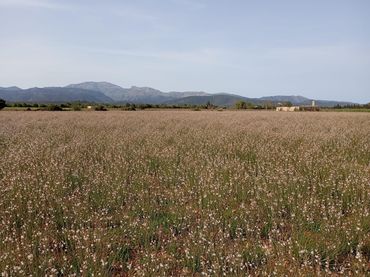 Terreno residencial en venta en Sa Pobla