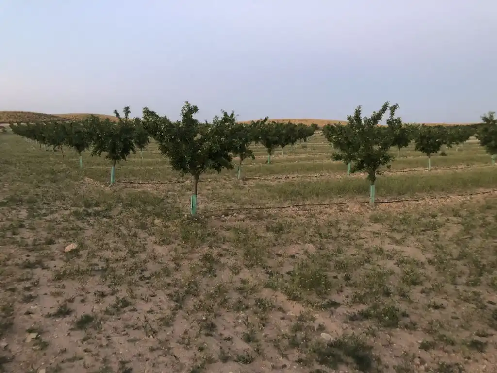 Terreni e lotti in vendita a Tobarra, imagen 7