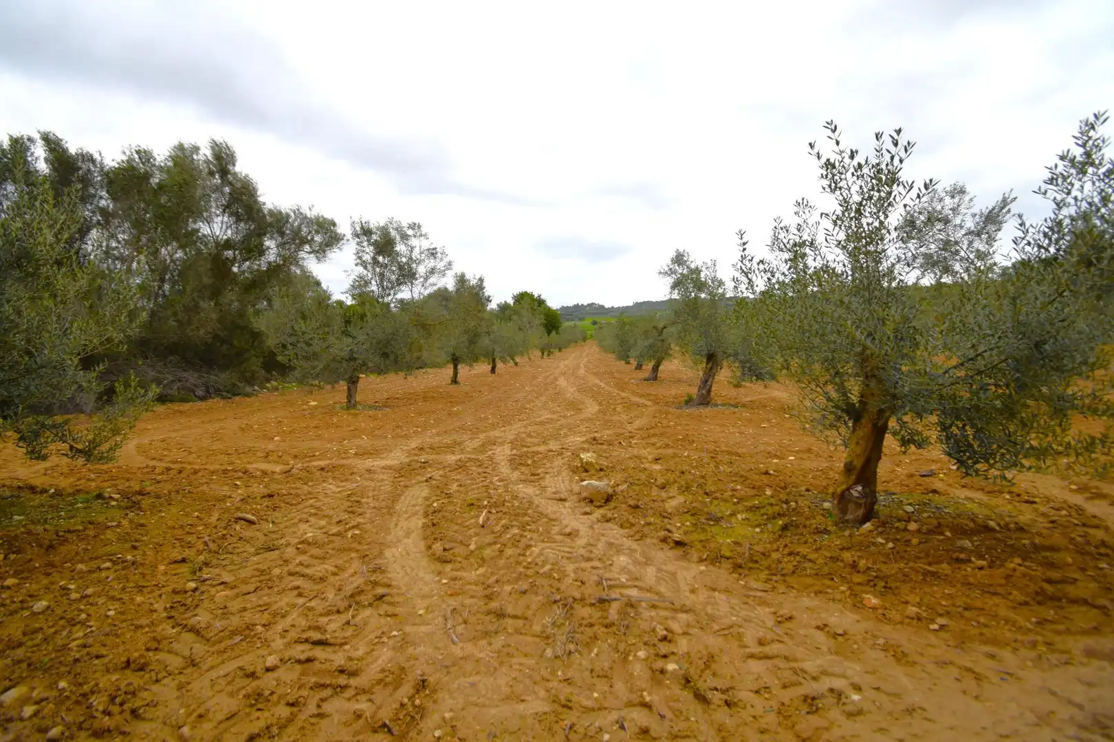 Rural land for sale in Muro, imagen 12