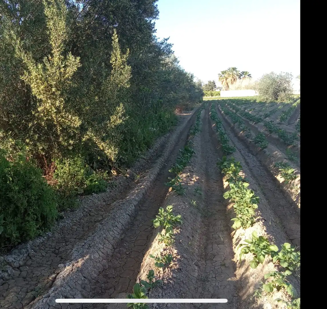 Jardí de Finca rústica en venda en Orihuela amb Terrassa