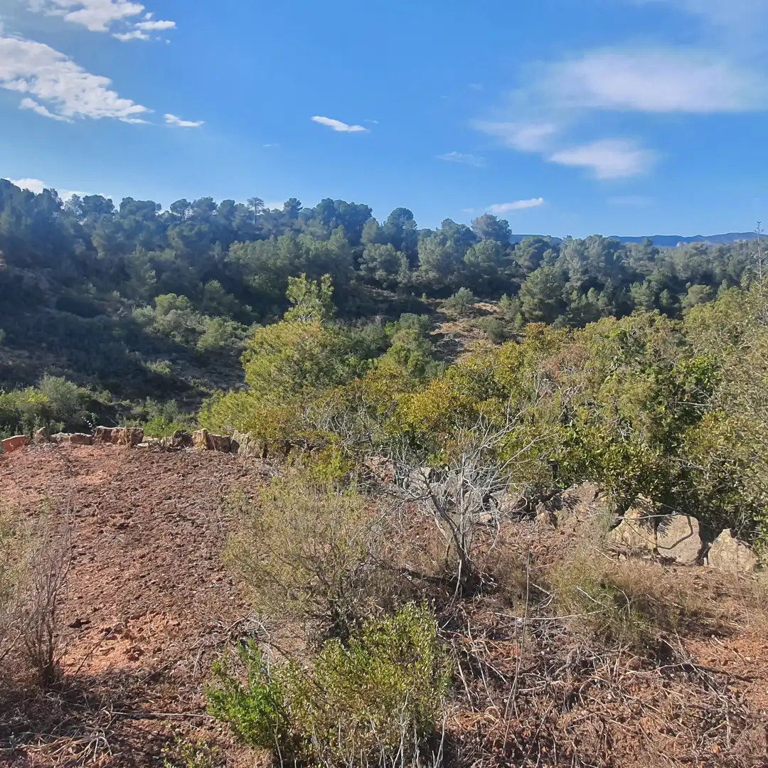 Terrain rustique à vendre à Benifallet, imagen 19