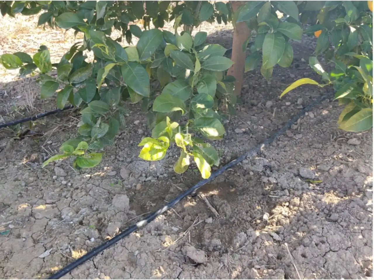 Terreny rústic en venda a Camino Huerta de Abajo, imagen 19