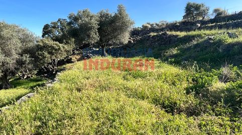 Foto 3 de Finca rústica en venta en Navalmoral de la Mata, Cáceres