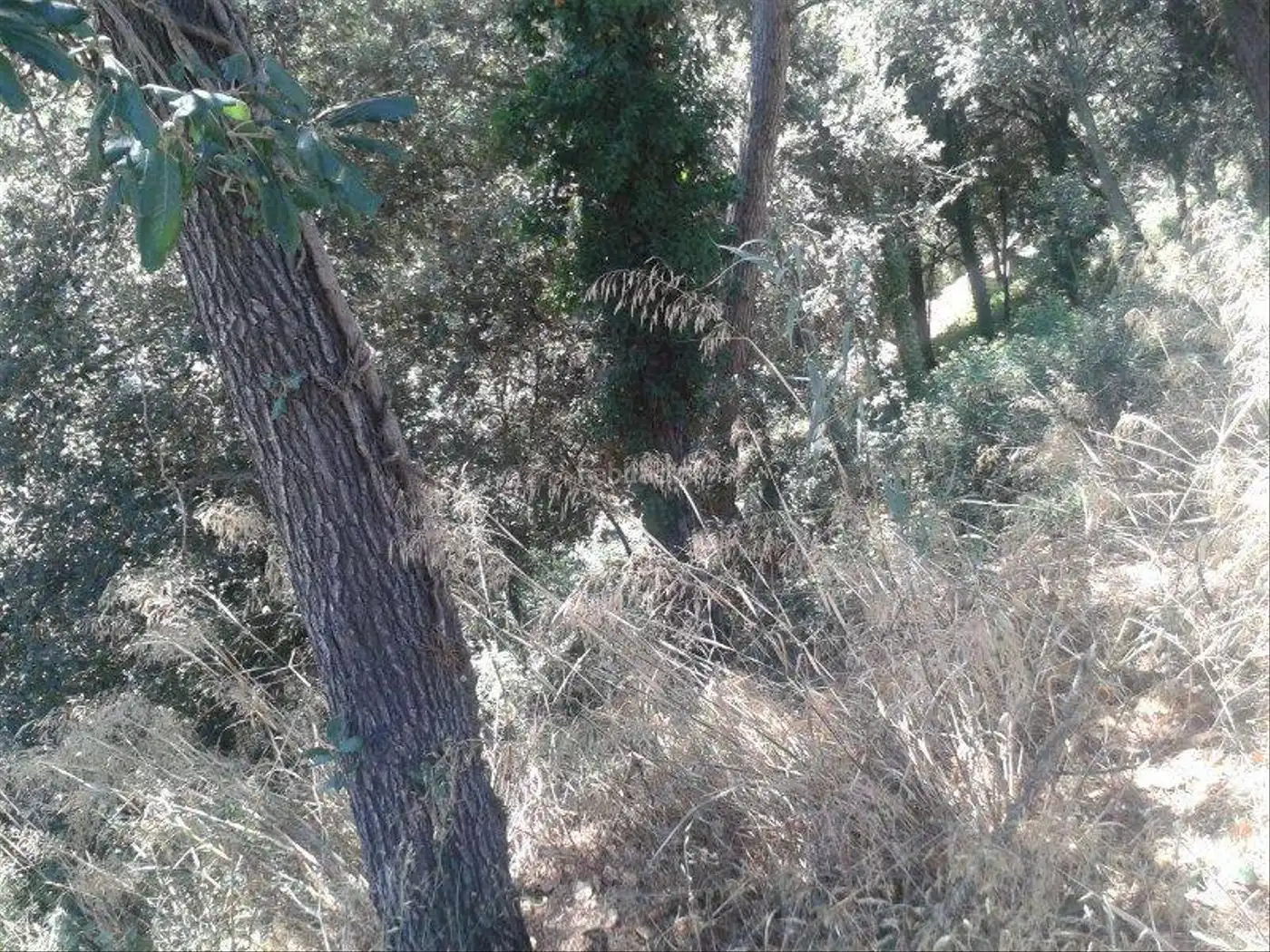 Lands and plots for sale in Can Massuet del Far, imagen 2