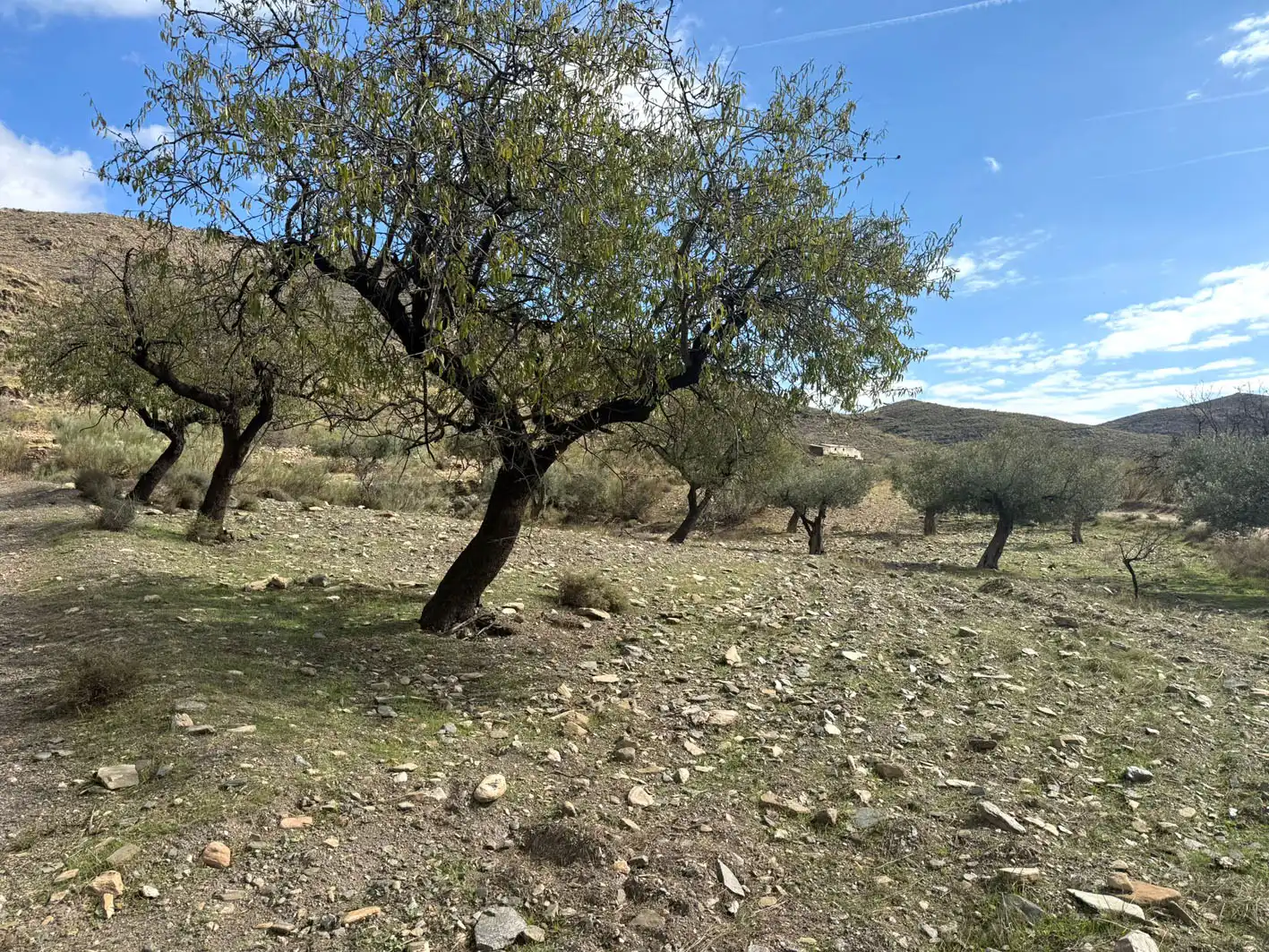Rural land for sale in Senés, imagen 4