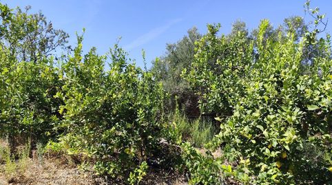 Finca Rúst. en venta en Murchas., imatge 2