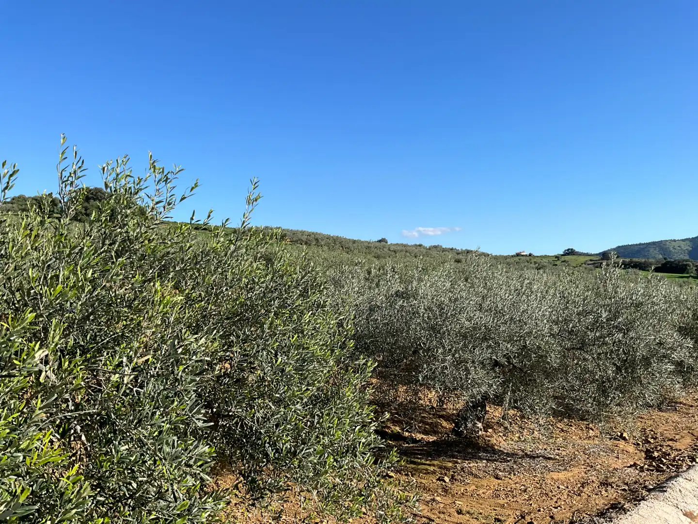 Terreno en venta en Alozaina