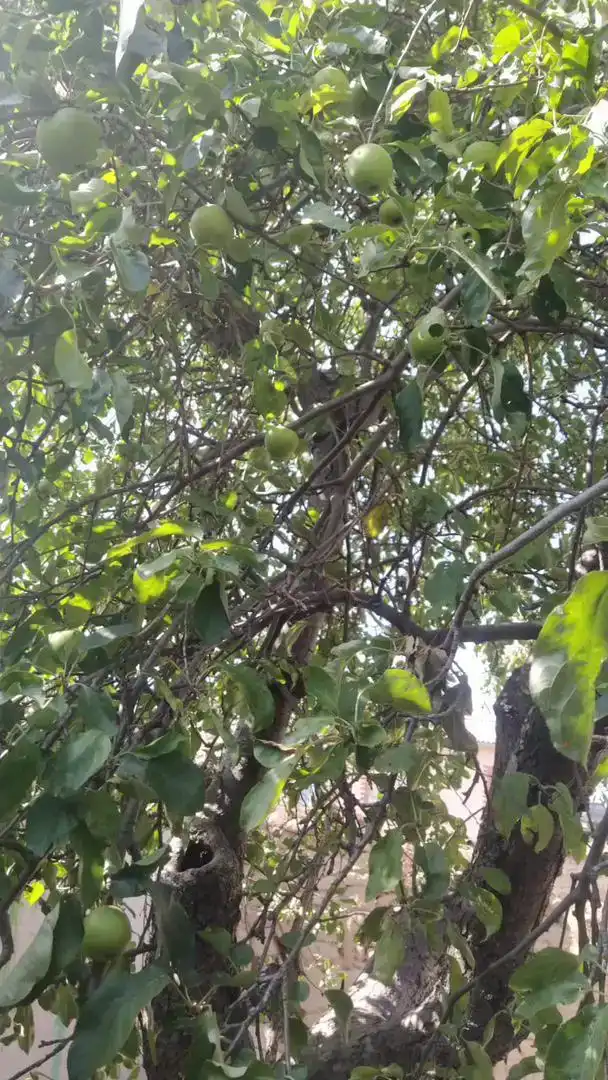 Jardí de Finca rústica en venda en Cantalpino