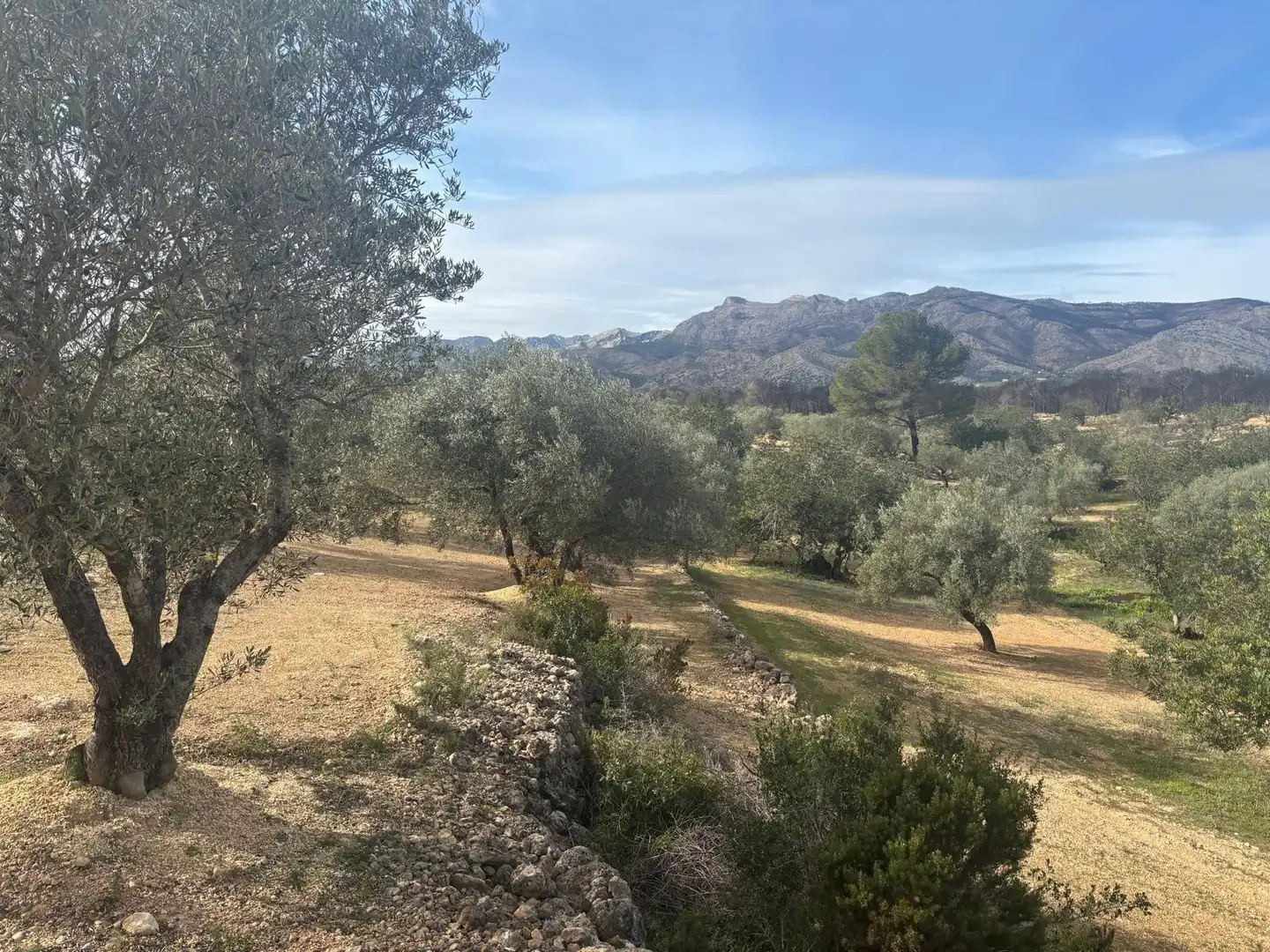 Terrain rustique à vendre à Xerta, imagen 4