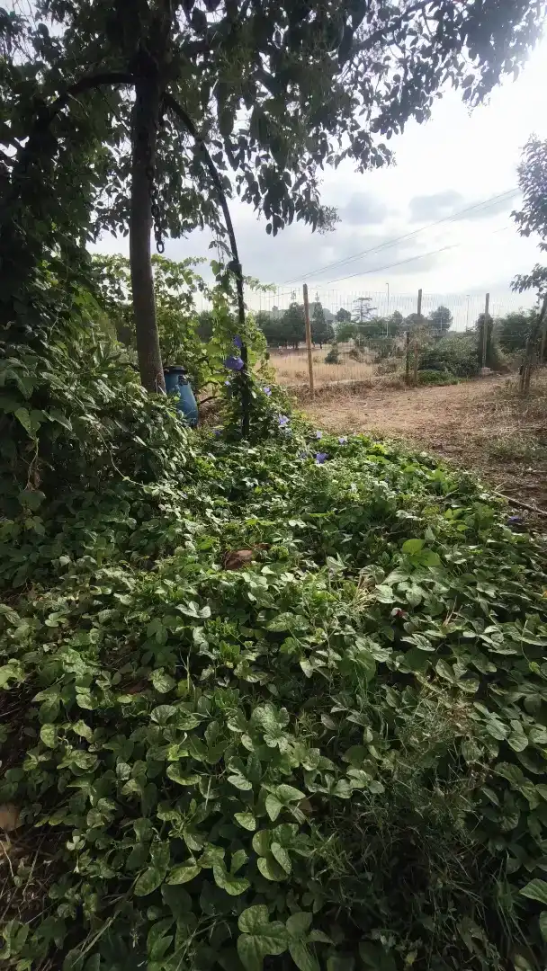 Finca rústica en venda en Onda amb Piscina