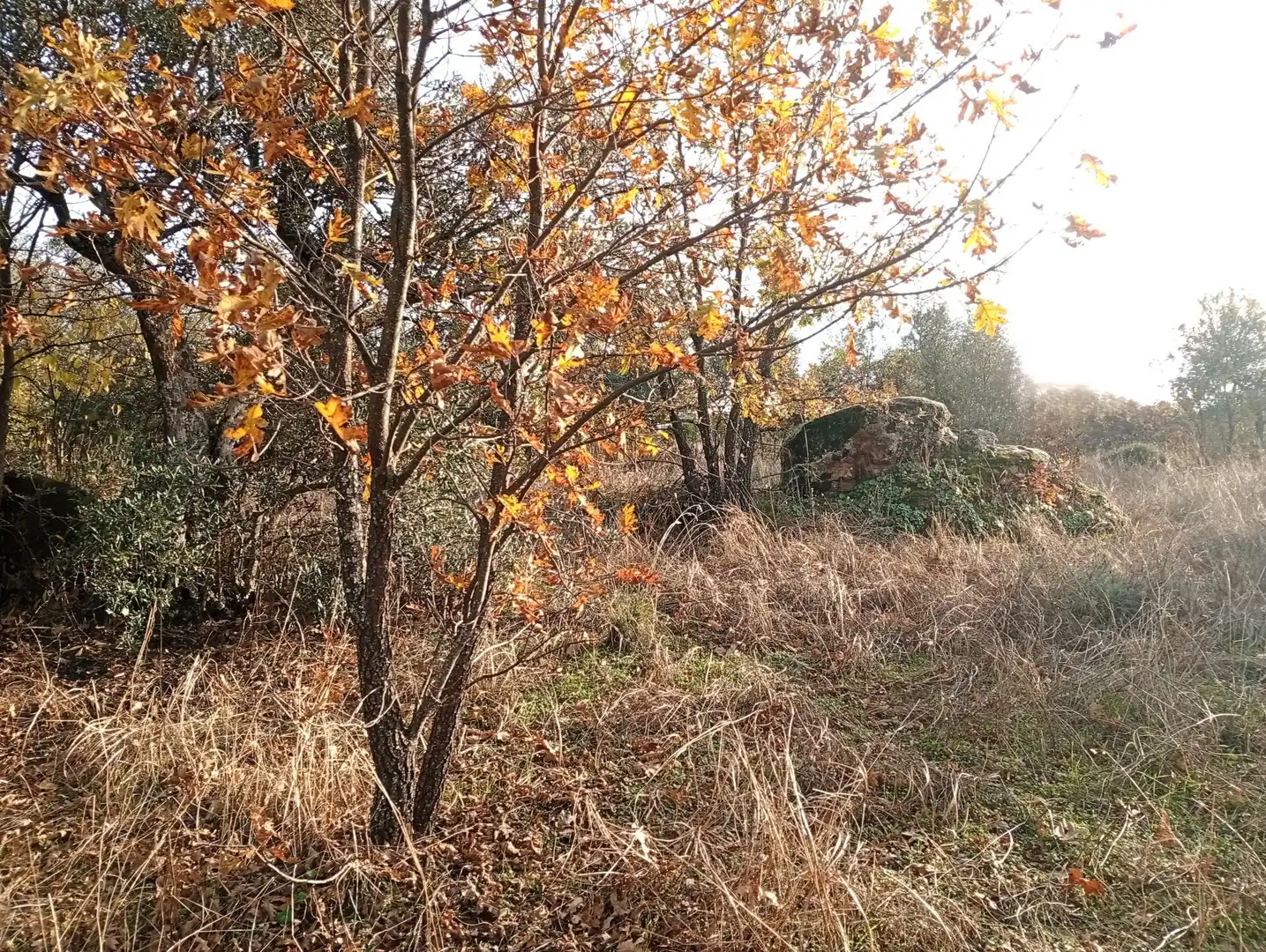Terreni e lotti in vendita a Viandar de la Vera, imagen 42