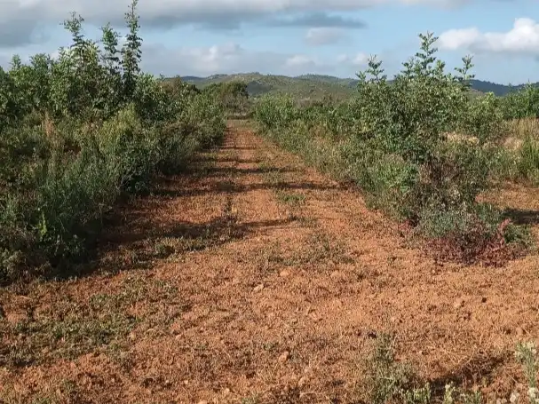 Terreny rústic en venda a N-340 2, imagen 7
