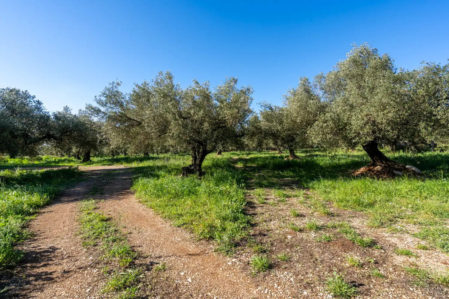 Terreno en venta en Rossell, Castellón